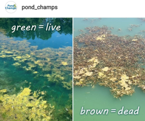 Photo of live green algae and photo of brown dead algae. Photo Courtesy of Pond Champs. 
