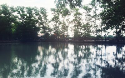A Homeowner’s Guide to Pond Water Treatment for Potable Use